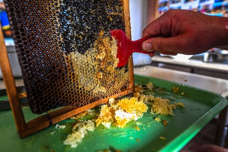 Production of honey on the mountain Jakupica near Skopje, Macedonia, The Former Yugoslav Republic Of Macedonia On - 25 Jul 2019
