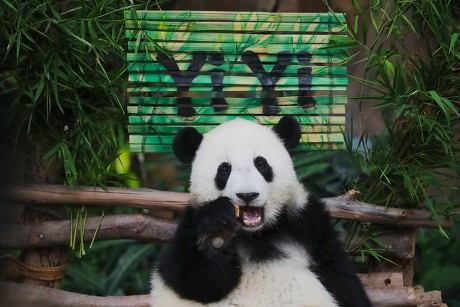 Second Giant Panda born in Malaysia, named Yi Yi, Kuala Lumpur - 01 Aug 2019