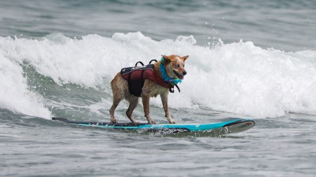 world dog surfing championships pacifica Stock Photos (Exclusive ...