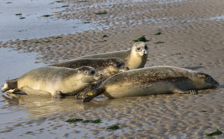 Four Seal Pups Just Being Released Editorial Stock Photo - Stock Image ...