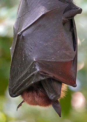 Flying Fox Pteropus Aruensis Hangs Enclosure Editorial Stock Photo