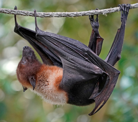 Flying Fox Pteropus Aruensis Hangs Enclosure Editorial Stock Photo 