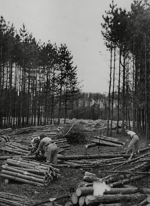 60 Lumber camp Stock Pictures, Editorial Images and Stock Photos ...