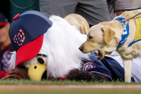 Screech Washington Nationals Mascot Editorial Stock Photo - Image