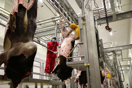 Sudanese Workers Skin Cows Alkadroo Slaughterhouse Editorial Stock ...