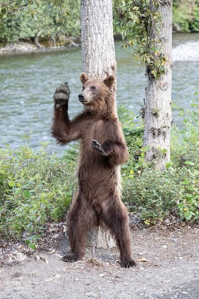 Grizzly Bear Rubbing Back Against Tree Editorial Stock Photo - Stock ...