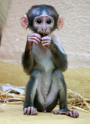 Young Whitecollared Mangabey Cercocebus Lunulatus Reacts Editorial ...