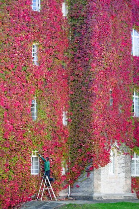 Wall of Boston Ivy, St John's College, Cambridge, UK - 02 Oct 2019
