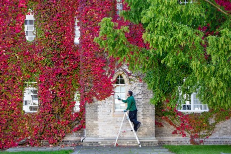 Wall of Boston Ivy, St John's College, Cambridge, UK - 02 Oct 2019