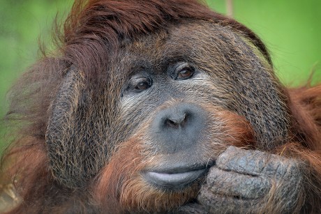 Male Orangutan Called Ferda Have Celebrated Editorial Stock Photo ...