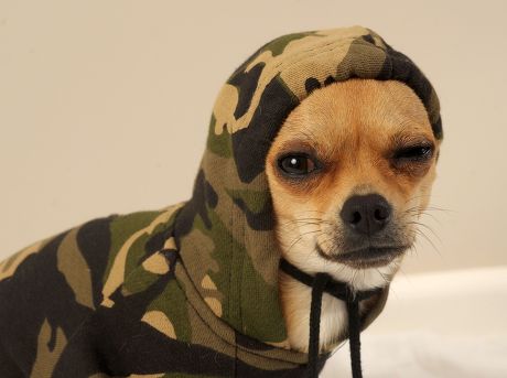 chihuahua camo clothes