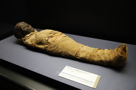 Child Mummy Discovered Egypt Displayed Exhibition Editorial Stock Photo ...