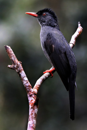 Squaretailed Bulbul Hypsipetes Ganeesa Pilikuththuwa Monastery ...