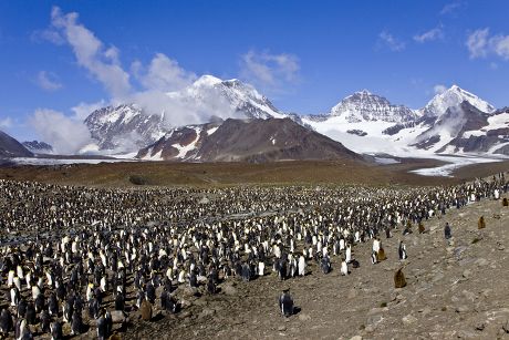 King Penguin Aptenodytes Patagonicus Breeding Nesting Editorial Stock