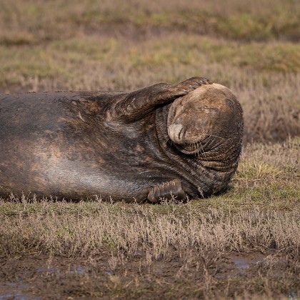 bashful seal