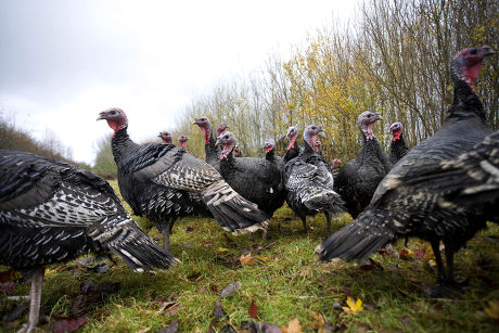 COUNT Free range Norfolk Bronze turkeys ready for Christmas tables