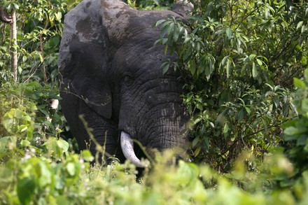 Elephant Tiassale Lagunes District Ivory Coast Editorial Stock Photo ...