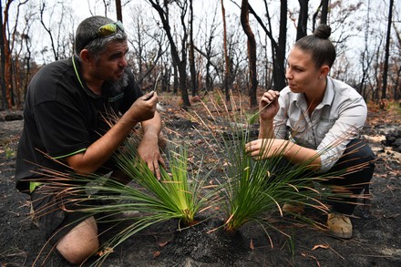 First signs of vegetation growing in fire destroyed areas, in Australia, Sydney - 15 Jan 2020