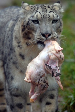 snow leopard usti nad labem zoo Stock Photos (Exclusive) | Shutterstock