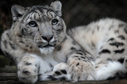 snow leopard jihlava zoo Stock Photos (Exclusive) | Shutterstock