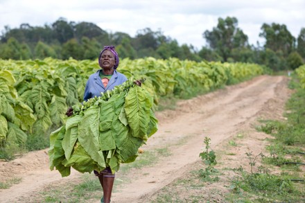 Worker Harvests Fresh Tobacco Tilisa Farm Editorial Stock Photo - Stock 