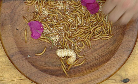 Witchetty grub eating experience