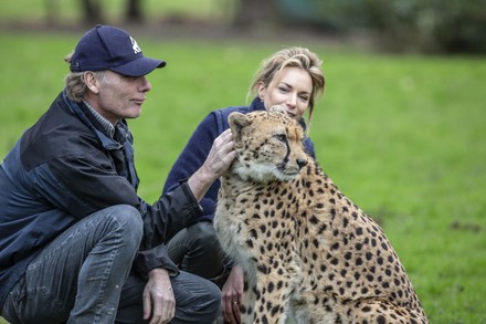 Aspinall Foundation cheetah brothers to be relocated from UK to South Africa, Howletts Wild Animal Park, Kent, UK - 03 Feb 2020