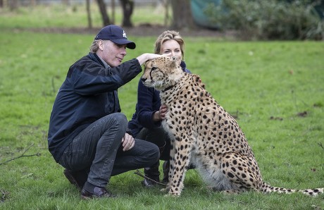 Aspinall Foundation cheetah brothers to be relocated from UK to South Africa, Howletts Wild Animal Park, Kent, UK - 03 Feb 2020