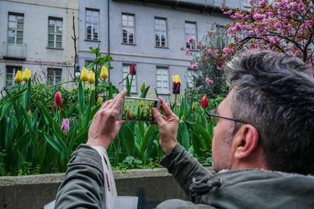 Tulips in Turin due to cCoronavirus in Italy - 30 Mar 2020