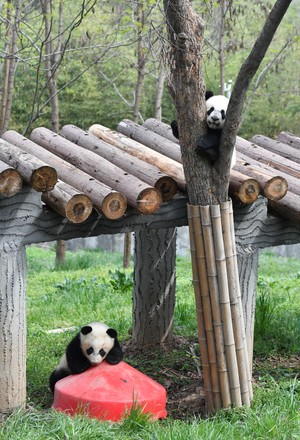 Giant Panda Qin Kuer Upper Jia Editorial Stock Photo - Stock Image