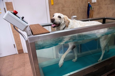 Dog Treadmills Help Keep Pups Fit 