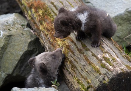 Bear cubs first public appearance at Zoo, Stockholm, Sweden - 14 Apr 2020