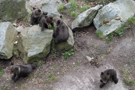 Bear cubs first public appearance at Zoo, Stockholm, Sweden - 14 Apr 2020