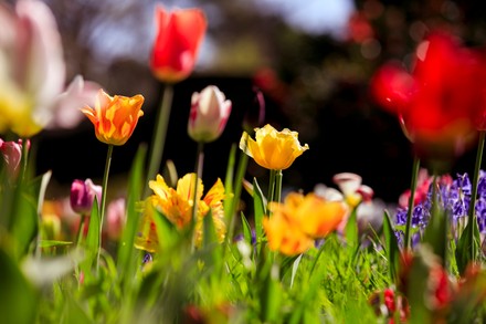 Dunsborough Park Tulip Festival Will Be Editorial Stock Photo - Stock ...