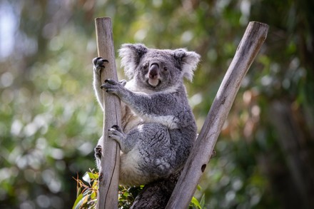 Koala - Madrid Zoo