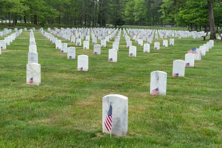 What does the poppy flower represent on veterans day