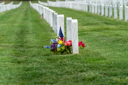 What does the poppy flower represent on veterans day