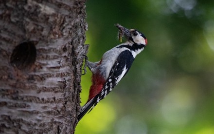https://editorial01.shutterstock.com/preview-440/10661772g/78a38ea6/Shutterstock_10661772g.jpg