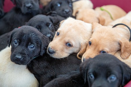 what is the record for most puppies in one litter