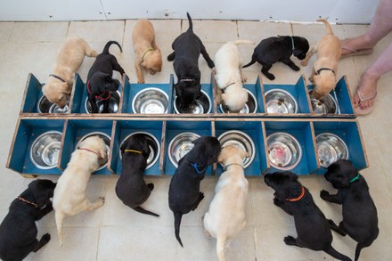 what is the record for most puppies in one litter