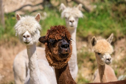 Alpacas haircut, Bocketts Farm, Surrey, UK - 27 May 2020 Stock Pictures ...