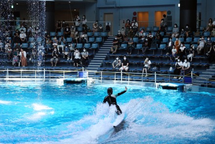 Dolphin Leaps Air Attract Visitors Aqua Editorial Stock Photo - Stock Image