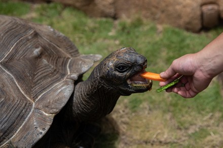 Park Keeper Feeds Sai Mui Aldabra Editorial Stock Photo - Stock Image ...