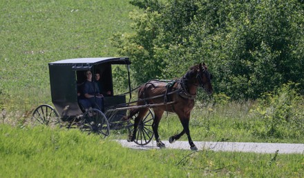 1,000 Horse buggy Stock Pictures, Editorial Images and Stock Photos ...