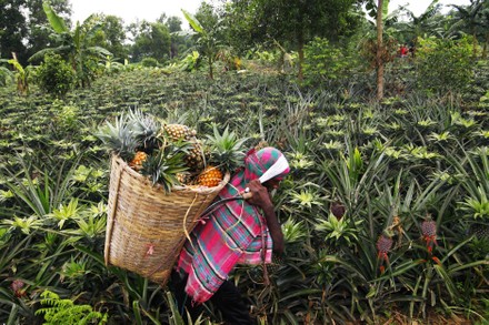 75 Pineapple farm Stock Pictures, Editorial Images and Stock Photos ...