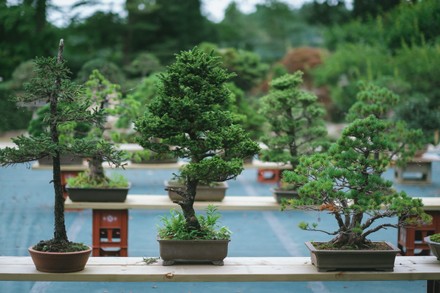 Tree House Bonsai: Bonsai Garden in Japan