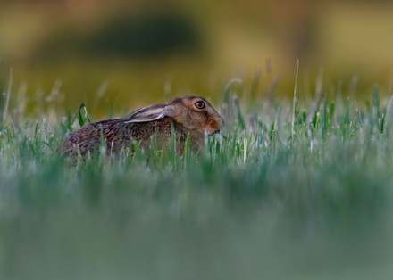 Brown hare seen in Milton Keynes, United Kingdom - 22 Jun 2020