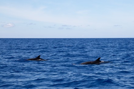 False Killer Whales Seen Waters Northern Editorial Stock Photo - Stock