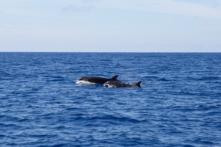 False Killer Whales Seen Waters Northern Editorial Stock Photo - Stock