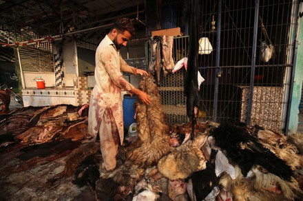 Pakistani Laborers Collect Animal Skin Be Editorial Stock Photo - Stock  Image | Shutterstock
